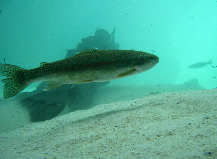 Immersione in fiume sloveno: trota marmorata ed altro...